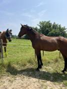 Jeune cheval m&eacute;diation/TAP/compagnie 