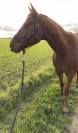 Cheval - TF - env.1M57 - hongre - 7 ans
