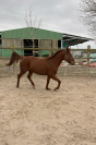 Cheval - TF - env.1M57 - hongre - 7 ans