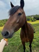 Jument PFS 4 ans bonne g&eacute;n&eacute;tique