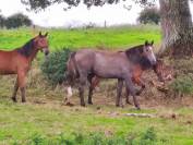 Ola coquine Coco CL pouliche SF de 2 ans grise