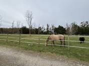 Pension cheval &agrave; Vimory (45700)