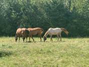 Pension cheval &agrave; Vimory (45700)