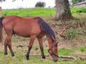 Orgueilleuse coco cl SF 2 ans par Dollar du rouet 