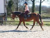 Cheval Selle Fran&ccedil;ais