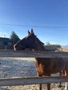 &Agrave; VENDRE : cheval de 13 ans