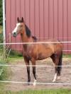 Jument de loisirs 