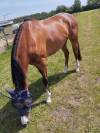 Jument de loisirs 