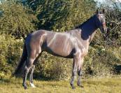 Chic jument 5 ans, Grandorado TN