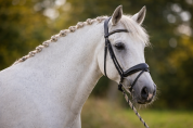 Hongre - Lusitanien - 10 ans - Dressage - France