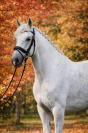 Hongre - Lusitanien - 10 ans - Dressage - France