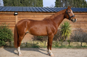 Hongre - Selle Fran&ccedil;ais - 6 ans - Dressage - France