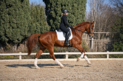 Hongre - Selle Fran&ccedil;ais - 6 ans - Dressage - France