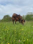confie jument de 20 ans par Kaschmir van schutteshof