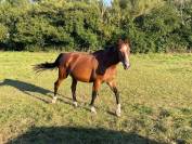 confie jument de 20 ans par Kaschmir van schutteshof