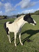 Pouliche pie noire SBS