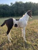 Pouliche pie noire SBS