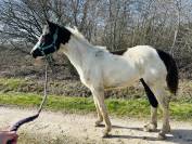 Pouliche pie noire SBS