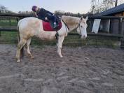 Jument paint tobiano champagne 