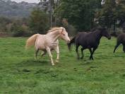 Jument paint tobiano champagne 