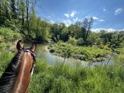 Pension chevaux &agrave; 1303 Penthaz