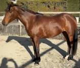 Jument pp 2019 pour sport ou reproduction 