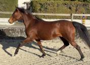 Jument pp 2019 pour sport ou reproduction 