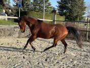 Jument pp 2019 pour sport ou reproduction 