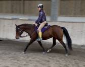 Belle jument pp 2019 adorable et volontaire 