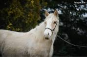 Mare Gypsy Cob For sale 2024 Palomino