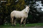Mare Gypsy Cob For sale 2024 Palomino