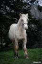 Mare Gypsy Cob For sale 2024 Palomino