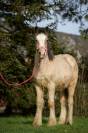 Filly Gypsy Cob For sale 2025 Buckskin