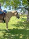 Joli hongre palomino de 16ans 