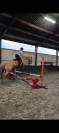 Joli hongre palomino de 16ans 
