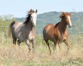 chevaux pur sang arabe et demi sang arabe