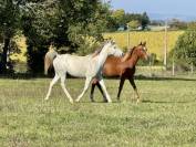 chevaux pur sang arabe et demi sang arabe