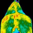 Equin Lab - Thermographie &eacute;quine