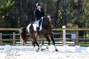 Hongre -  Oldenbourg - 13 ans - Dressage - France