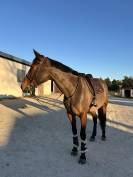 Jument de sport &agrave; vendre 