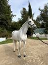 Cavalla da salto in vendita 