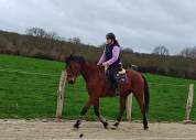 Cheval hongre 6 ans 1m68 pour balade/ loisir 