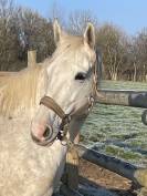 JUMENT AQPS de 10 ans 