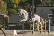 Ruin Lusitano Te koop 2012 Schimmel