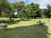 A 20 min de Chalais, sur + de 32 hectares dt 8 de pins