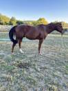 Quarter horse PP entier 5 ans 