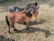 Hengst Amerikaans Miniatuur paard AMHA Te koop 2024 Donker bruin / bai