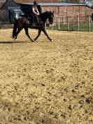 Top cheval de sport 