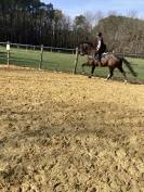 Top cheval de sport 