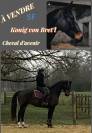 Top cheval de sport 
